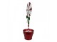 Christmas Decoration Lollipop 12x9x31 Cm Red Metal - 12*9*31 cm Clayre & Eef
