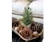 Zelený vánoční borovicový stromek v jutě Fleur Pine Tree - 30 cm