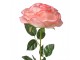 Artificial Flower Rose 75 Cm Pink Plastic - 19*19*75 cm Clayre & Eef