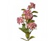Artificial Flower 70 Cm Pink Plastic - 17*14*70 cm Clayre & Eef