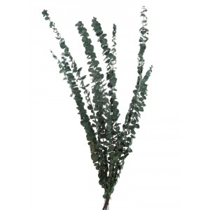 Zelená sušená dekorativní rostlina Eucalyptus - 18*70 cm