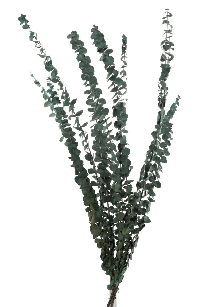 Zelená sušená dekorativní rostlina Eucalyptus - 18*70 cm