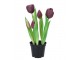 5ks fialový realistický tulipán Tulips v květináčku - 26 cm