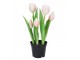 5ks růžový realistický tulipán Tulips v květináčku - 26 cm