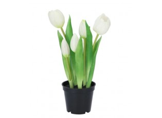 5ks bílý realistický tulipán Tulips v květináčku - 26 cm