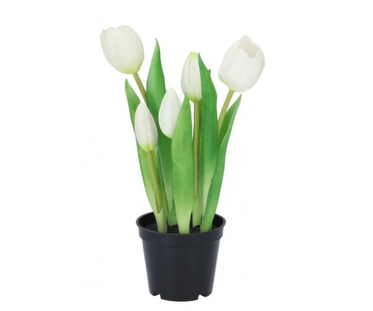 5ks bílý realistický tulipán Tulips v květináčku - 26 cm