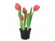 5ks tmavě růžový realistický tulipán Tulips v květináčku - 26 cm