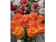 Kytice 5ks oranžových realistických tulipánů Tulips Papagayo - 39 cm