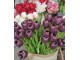 Kytice 7ks fialových realistických tulipánů Tulips - 43cm