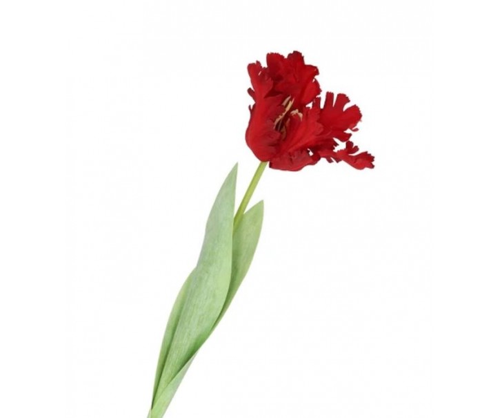 Červený tulipán Silk Tulip Red - 64 cm