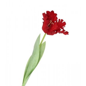 Červený tulipán Silk Tulip Red - 64 cm