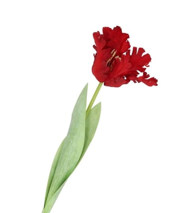 Červený tulipán Silk Tulip Red - 64 cm