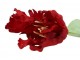 Červený tulipán Silk Tulip Red - 64 cm