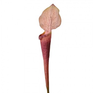 Dekorace umělá rostlina sarracenia purpurea - 6*5*75 cm