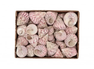 Béžovo-růžová dekorace mušle v krabičce - 1130g