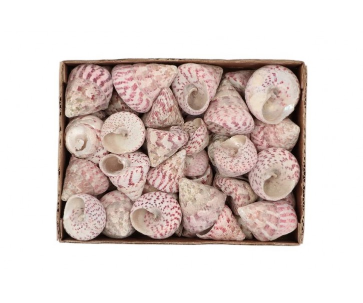 Béžovo-růžová dekorace mušle v krabičce - 1130g