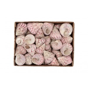 Béžovo-růžová dekorace mušle v krabičce - 1130g