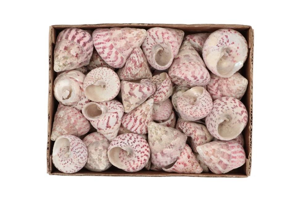 Béžovo-růžová dekorace mušle v krabičce - 1130g