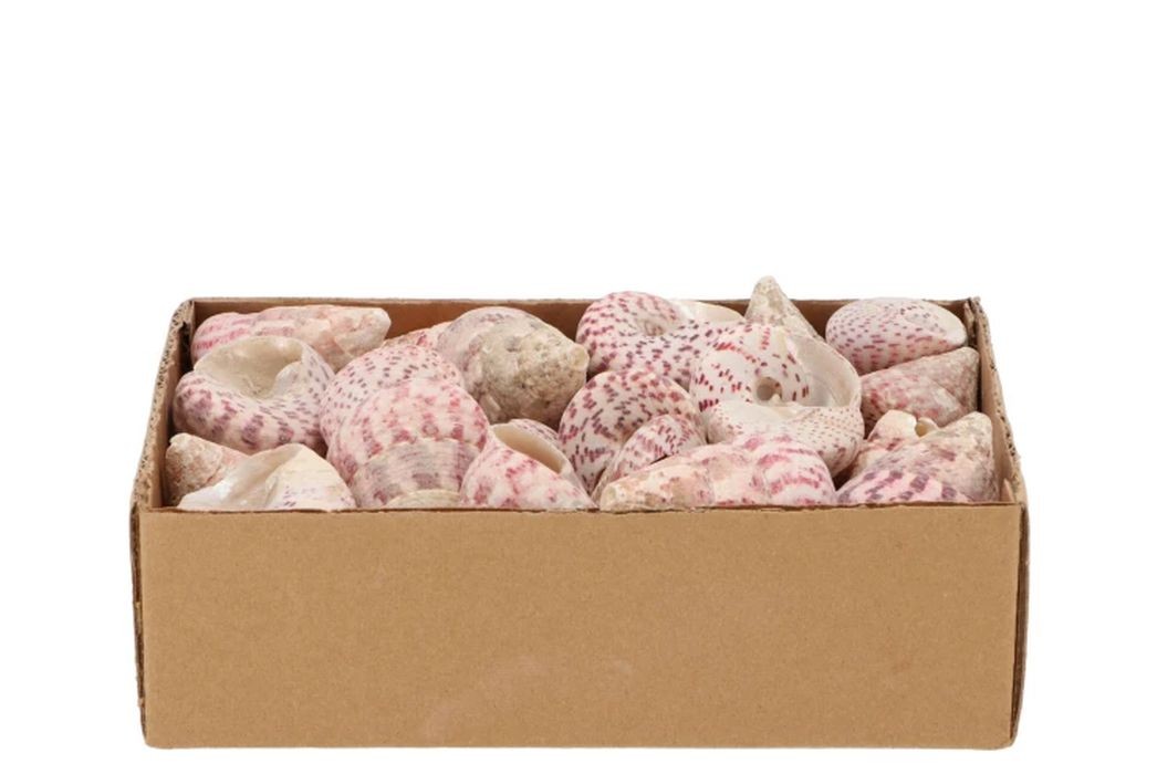 Béžovo-růžová dekorace mušle v krabičce - 1130g