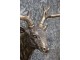 Mosazná antik nástěnná dekorace hlava Jelen Deer - 50*19*40 cm Chic Antique