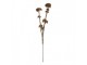 Artificial Flower 58 Cm Brown Plastic - 6*6*58 cm Clayre & Eef
