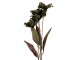 Artificial Flower 60 Cm Green Plastic - 8*5*60 cm Clayre & Eef