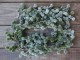 Vánoční zasněžená cedrová girlanda Cedar Garland - 190 cm Chic Antique