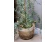 Zelený vánoční borovicový stromek v květináči se světýlky Pine Tree - 90 cm Chic Antique
