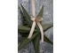 Olivová papírová hvězda Vintage Paper Star - 60 cm Chic Antique