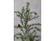 Zelený vánoční borovicový stromek v jutě a se šiškami Pine Tree - 60 cm Chic Antique