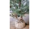 Zelený vánoční borovicový stromek v jutě a se šiškami Pine Tree - 60 cm Chic Antique