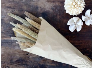 Dekorace sušená rostlina svazek 10ks perlové proso - 60 cm