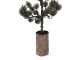 Mini Artificial Christmas Tree 28x28x80 Cm / 3xAAA Green Wood - 28*20*75 cm / 3*AAA Clayre & Eef