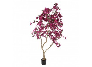 Stromek s růžovými květy Bougainvillea Tree - 125*125*210 cm