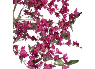 Stromek s růžovými květy Bougainvillea Tree - 125*125*210 cm