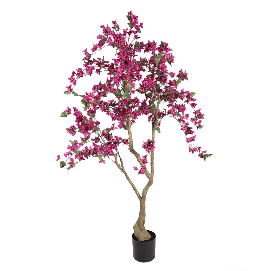 Stromek s růžovými květy Bougainvillea Tree - 80*80*180 cm