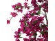 Stromek s růžovými květy Bougainvillea Tree - 100*100*150 cm Clayre & Eef
