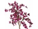Stromek s růžovými květy Bougainvillea Tree - 100*100*150 cm Clayre & Eef