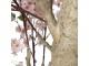 Dekorační strom třešeň s růžovými květy Cherry Blossom - 150*100*320 cm Clayre & Eef