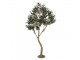 Dekorační strom olivovník s olivami Olea Tree - 140*130*250 cm Clayre & Eef