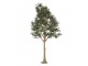 Dekorační strom olivovník s olivami Olea Tree - 170*150*320 cm Clayre & Eef