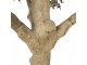 Dekorační strom olivovník s olivami Olea Tree - 170*150*320 cm Clayre & Eef