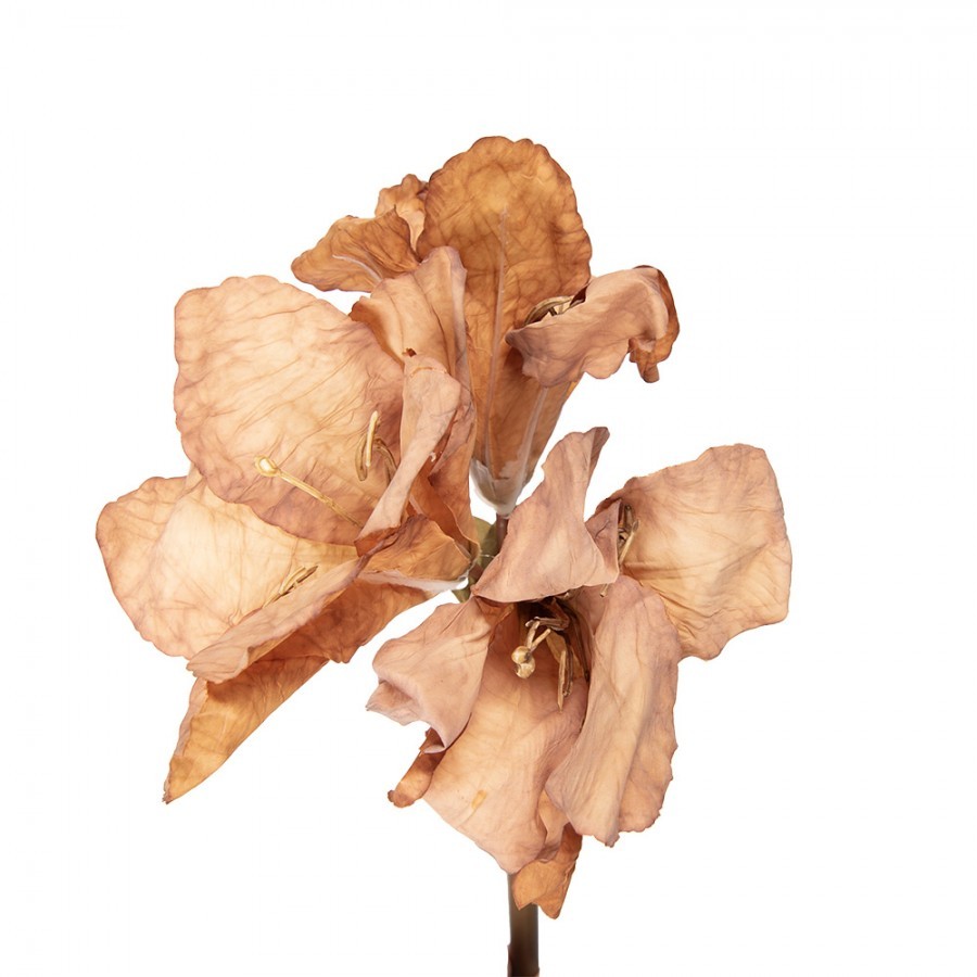 Artificial Flower 65 Cm Brown Plastic - 16*16*65 cm