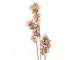 Artificial Flower 120 Cm Beige Plastic - 14*16*120 cm Clayre & Eef