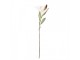 Artificial Flower 88 Cm Beige Plastic - 12*16*88 cm Clayre & Eef