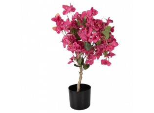Stromek s růžovými květy Bougainvillea Tree - 30*30*90 cm