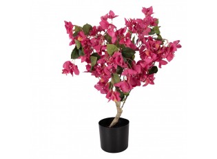 Stromek s růžovými květy Bougainvillea Tree - 30*30*90 cm