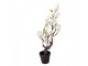 Dekorační stromek Magnolia s bílými květy - 16*14*60 cm Clayre & Eef