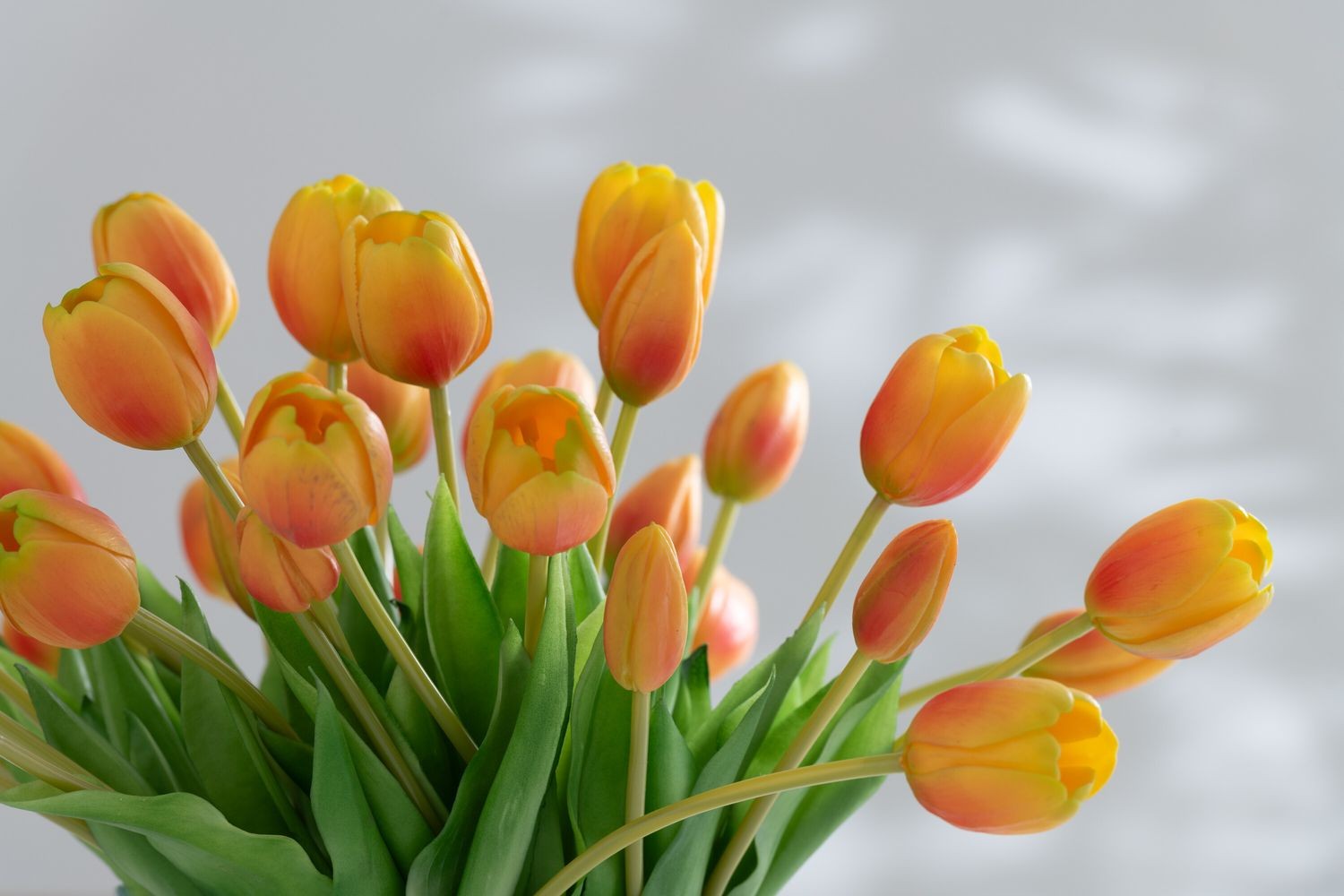 Kytice 7ks oranžových realistických tulipánů - 31cm