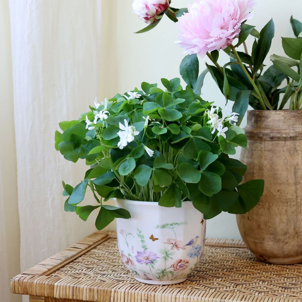 Krémový antik keramický kvetináč s květy Papillon Blossom - Ø 14*12 cm
